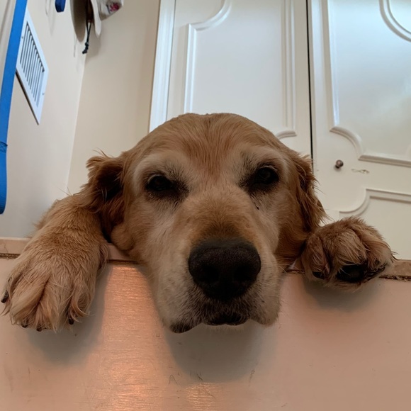 Meet your Posher, Elizabeth - Picture 1 of 1